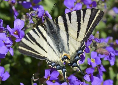 Réf. 237 455 : Iphiclides podalirius